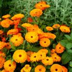 Fleurs - Souci Orange King - face recto